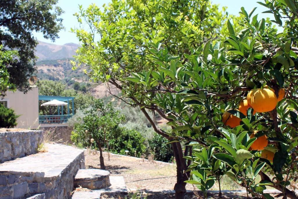 פודלה Bougainvilla מראה חיצוני תמונה