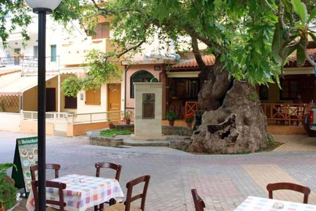 פודלה Bougainvilla מראה חיצוני תמונה